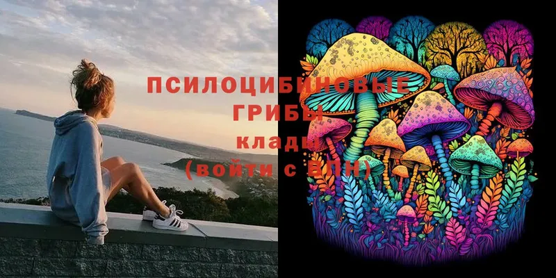 Псилоцибиновые грибы Psilocybe  Новоульяновск 